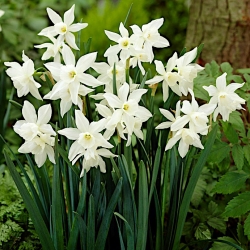 Narcissus Thalia - Daffodil Thalia - pacote XXXL 250 unid.