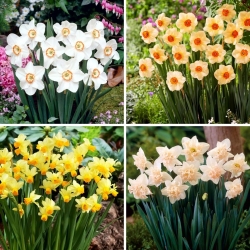 Narcis - selectie van vier bloeiende plantensoorten - 40 stuks - 