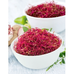 Snijbiet rood - spruitzaden - 450 zaden - Beta vulgaris