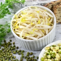 Mung Bean Sprouts - 840 seeds