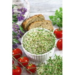 Alfalfa Sprouts - Medicago sativa - sjemenke