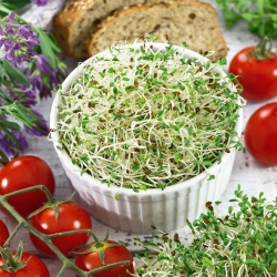 Alfalfa Sprouts - Medicago sativa - benih