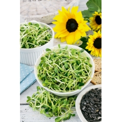 Sunflower Sprouts - Helianthus annuus - sjemenke