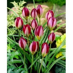 Tulipán Rojo Belleza - XXXL pack 250 uds