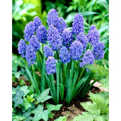 Muscari Blue Spike - Grape Hyacinth Blue Spike - XXXL pack - 500 pcs
