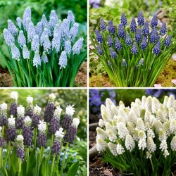 Grape hyacinth - selection of four flowering plant varieties - 72 pcs