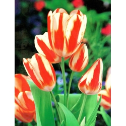 Tulipa Sylvia Warder - Лале Силвия Уордър - XXXL опаковка 250 бр. - 