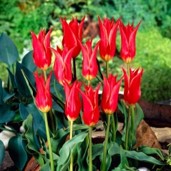 Tulipa Aladdin - Лале Аладин - XXXL опаковка 250 бр - 