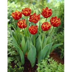 Tulipán Allegretto - XXXL balení 250 ks.