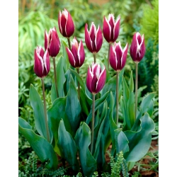 Tulipa Chansonette - Лале Шансонет - XXXL опаковка 250 бр - 