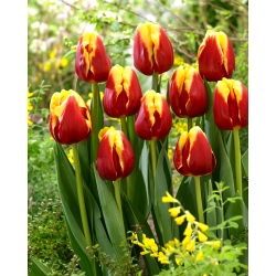 Tulipa "Dinamarca" - pacote XXXL 250 unid.