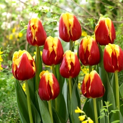Tulipa "Dinamarca" - pacote XXXL 250 unid.