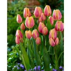 Tulipa Dragon King - Tulip Dragon King - XXXL опаковка 250 бр - 