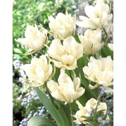 Tulipa Exotic Emperor - Tulipan Exotic Emperor - XXXL pak. 250 kom