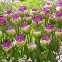 Bazsarózsa tulipán 'Exquisit' - XXXL csomag 250 db.; fagylalt tulipán
