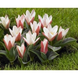 Tulipe coeur - pack XXXL 250 pcs