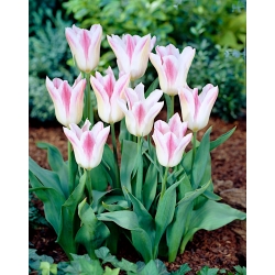 Tulip Holland Chic - Confezione XXXL 250 pz