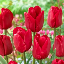Tulipa Ile de France - Лале Ил дьо Франс - XXXL опаковка 250 бр - 