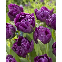Tulipa Negrita Dubbel - Tulip Negrita Dubbel - XXXL förpackning 250 st