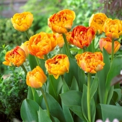 Tulipe "Sunlover" - pack XXXL 250 pcs