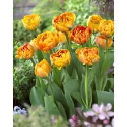 Tulipe "Sunlover" - pack XXXL 250 pcs