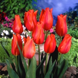 Tulipa Temple Of Beauty - Лале Temple Of Beauty - XXXL опаковка 250 бр - 