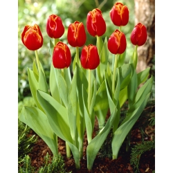 Tulipa Verandi - Tulipa Verandi - XXXL-Packung 250 Stk - 