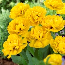 Double tulip "Yellow Pomponette" - XXXL pack  250 pcs