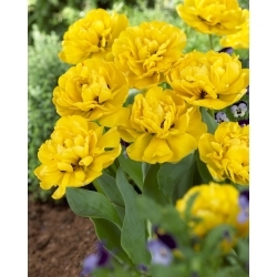 Dobbelt tulipan "Yellow Pomponette" - XXXL pakke 250 stk.