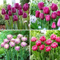 Tulipan - izbor štirih sort cvetočih rastlin - 40 kosov - 
