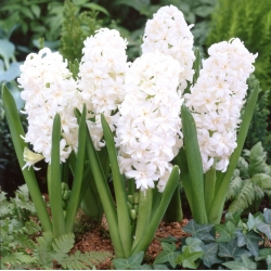 Hyacinthus Double Snow Crystal - Hyacinth Double Snow Crystal - XXL-Packung 150 Stk