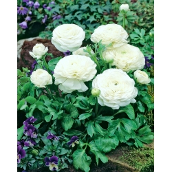 Ranunculus, Buttercup White - XXXL pakkaus - 500 kpl