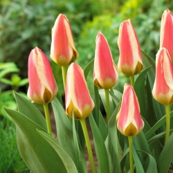 Tulipa Tarafa - pacote XXXL 250 unid.