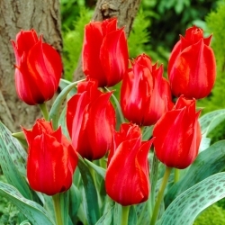 Tulipa Júlio César - pacote XXXL 250 unid.