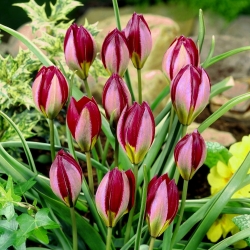 Tulip Red Beauty - XXXL pakk 250 tk