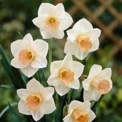 Narcissus Salome - Påskelilje Salome - XXXL pakke 250 stk.