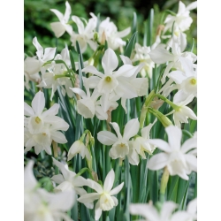 Narcissus Thalia - Påsklilja Thalia - XXXL förpackning 250 st