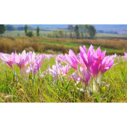 Colchicum The Giant - Autumn Meadow Sofran The Giant - pachet XL - 50 buc.