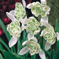 Galanthus nivalis flore pleno - Snowdrop flore pleno - XXL förpackning 150 st