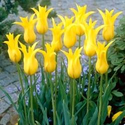 Tulipa West Point - Лале Уест Пойнт - XXXL опаковка 250 бр - 