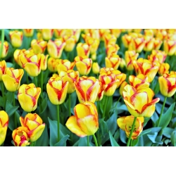 Tulipa Cape Town - Tulip Cape Town - XXXL pakiranje 250 kom