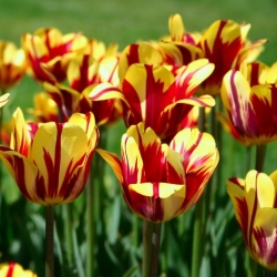 Tulipa El Cid - Лале Ел Сид - XXXL опаковка 250 бр - 
