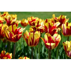 Tulipa El Cid - Лале Ел Сид - XXXL опаковка 250 бр - 