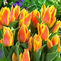 Tulipa Winnipeg - Лале Уинипег - XXXL опаковка 250 бр - 