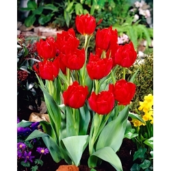 Tulip Abba - Лале Абба - XXXL опаковка 250 бр - 