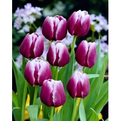 Tulipa Arabian Mystery - Tulipa Arabian Mystery - pacote XXXL 250 unid.