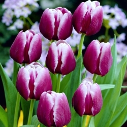 Tulipa Arabian Mystery - Tulipa Arabian Mystery - pacote XXXL 250 unid.
