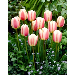 Tulipa Beau Monde - Tulipa Beau Monde - Confezione XXXL 250 pz