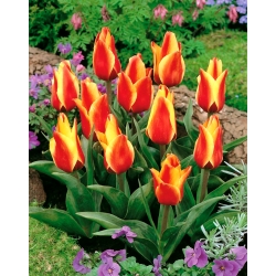 Tulipa Cape Cod - Tulip Cape Cod - XXXL pakk 250 tk