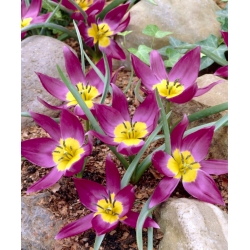 Tulipa Eastern Star - Лале Източна звезда - XXXL опаковка 250 бр - 